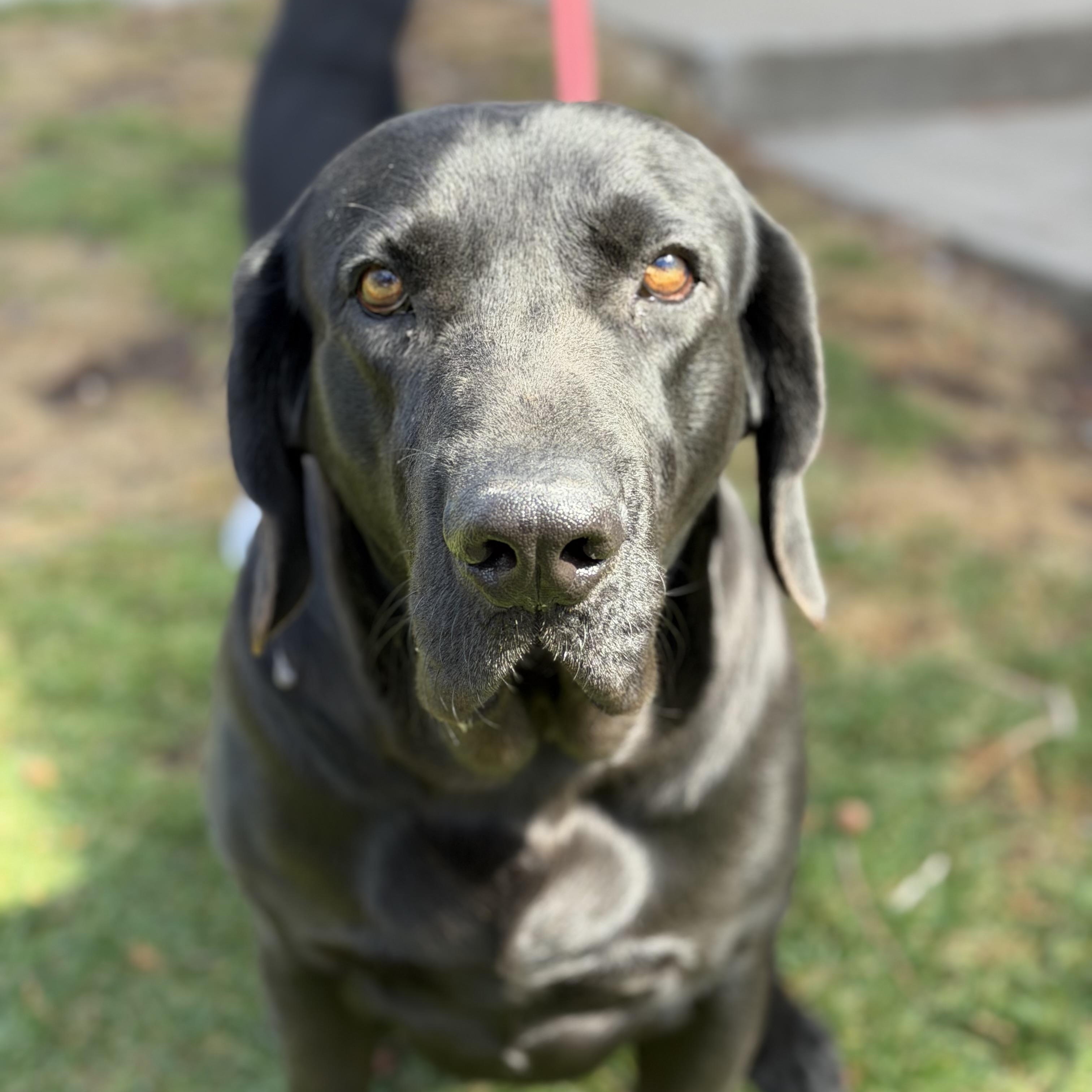 Enlarge Gumbo, a ADOPTABLE Black Labrador Retriever in Mahwah, NJ image 6/6
