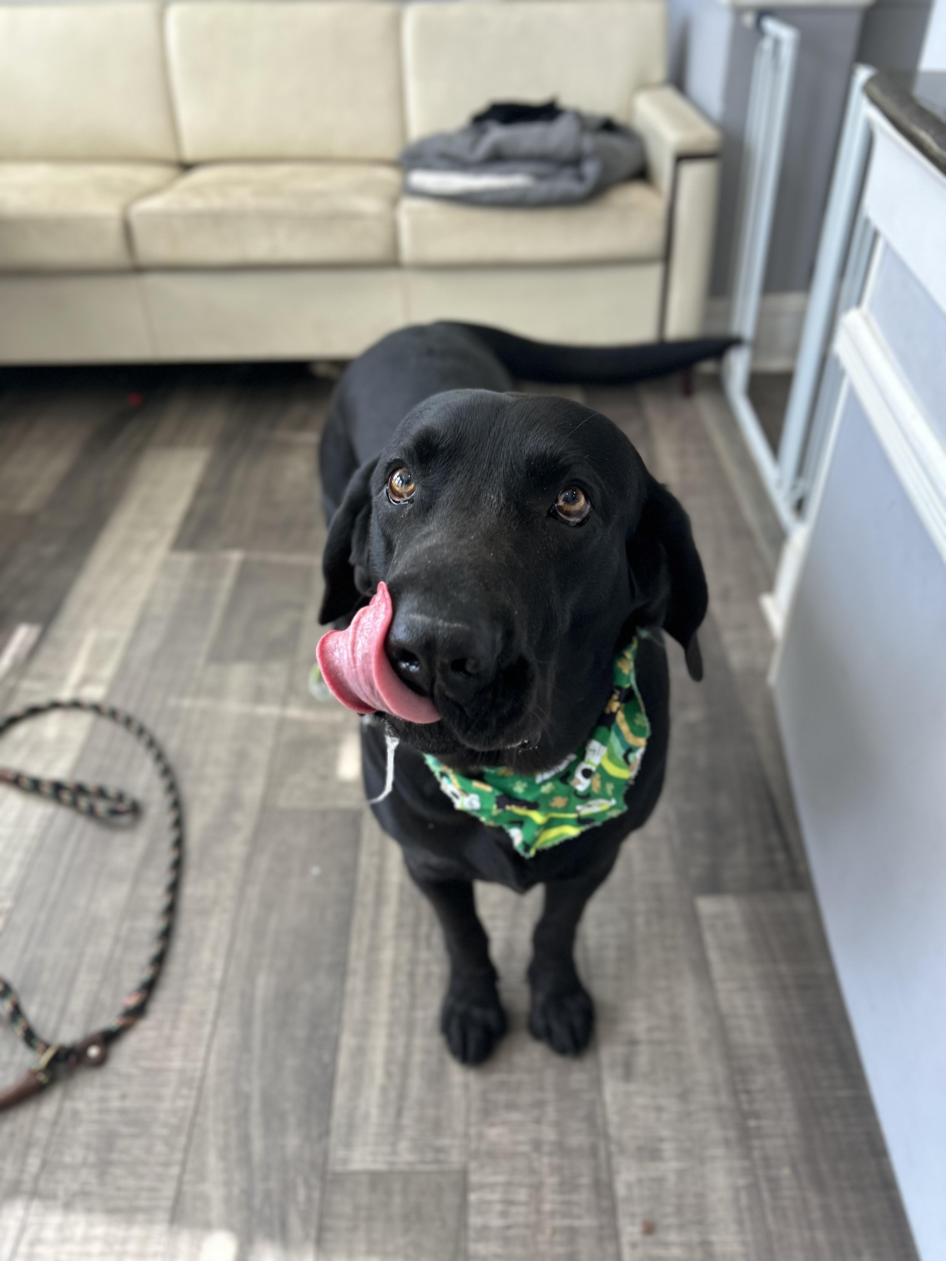 Enlarge Gumbo, a ADOPTABLE Black Labrador Retriever in Mahwah, NJ image 3/6