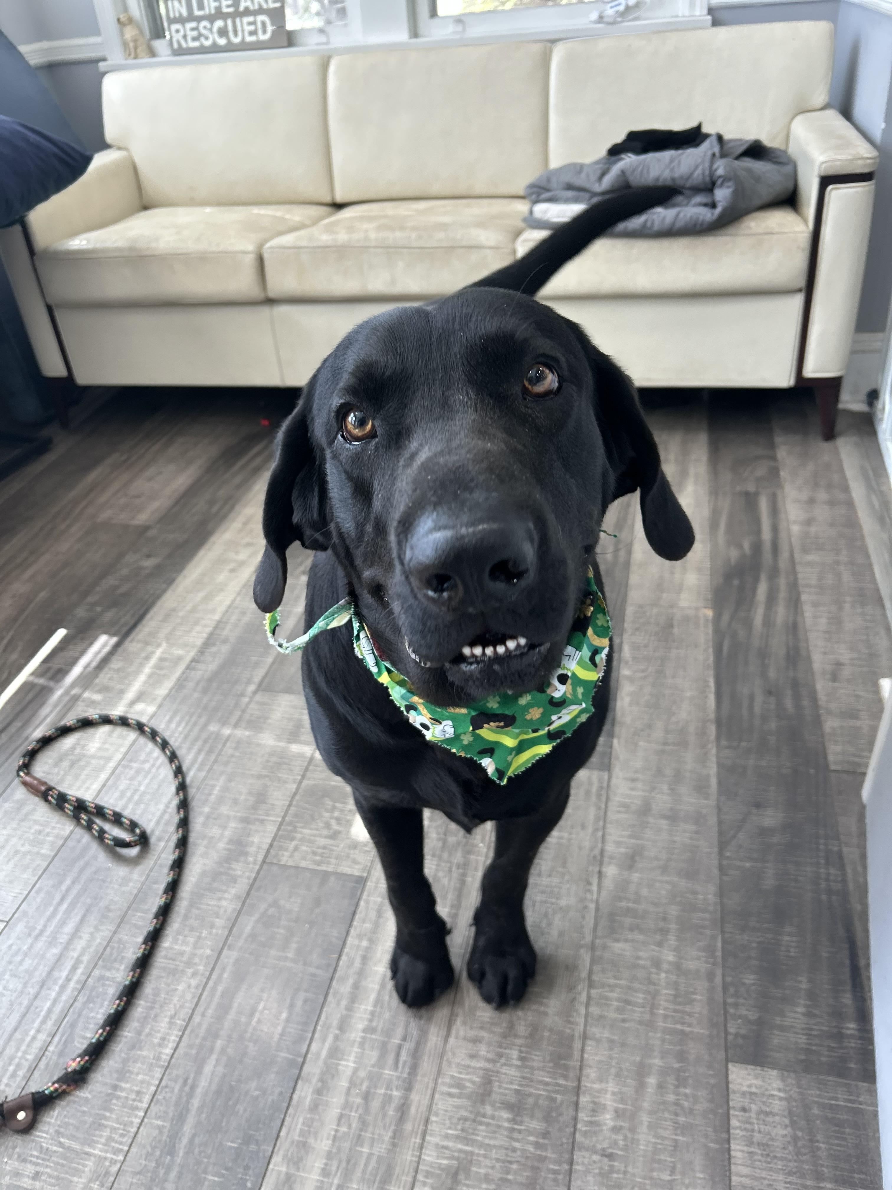 Enlarge Gumbo, a ADOPTABLE Black Labrador Retriever in Mahwah, NJ image 4/6