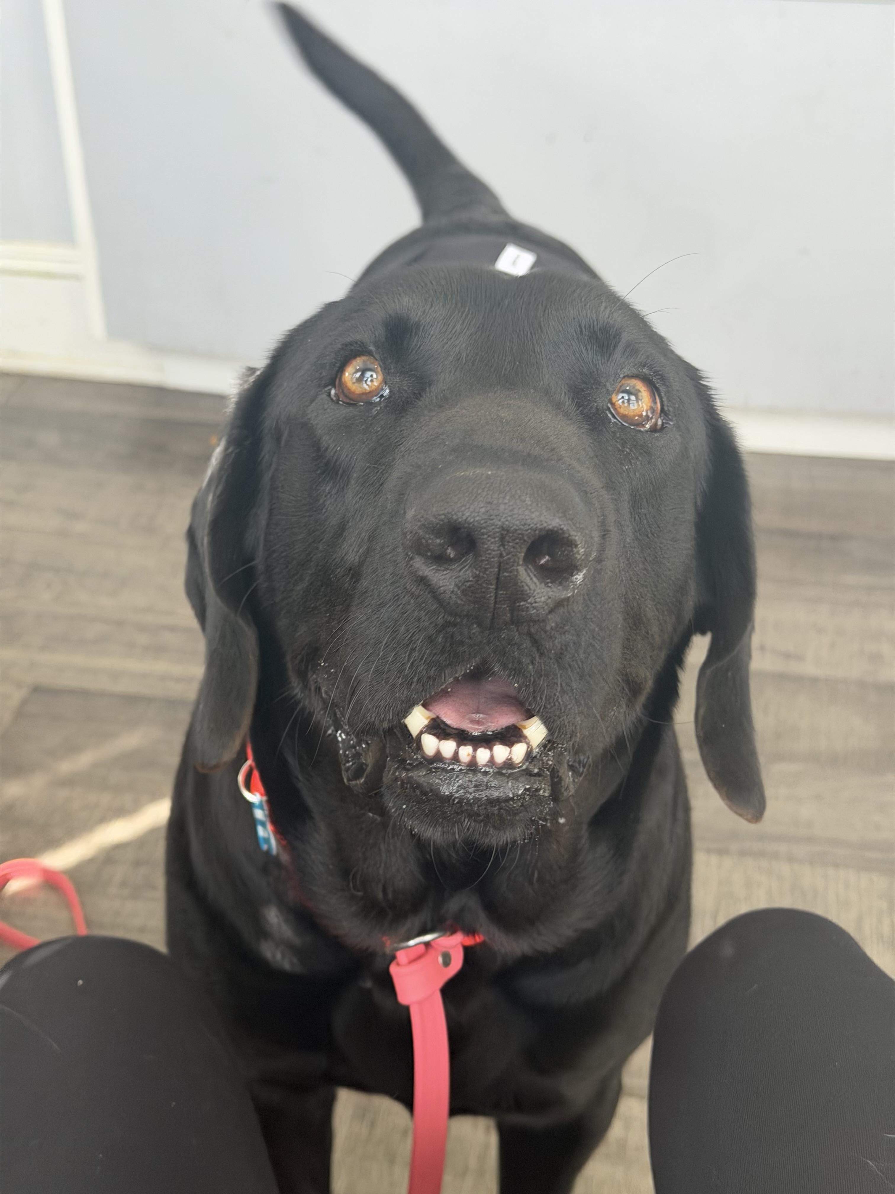 Enlarge Gumbo, a ADOPTABLE Black Labrador Retriever in Mahwah, NJ image 2/6