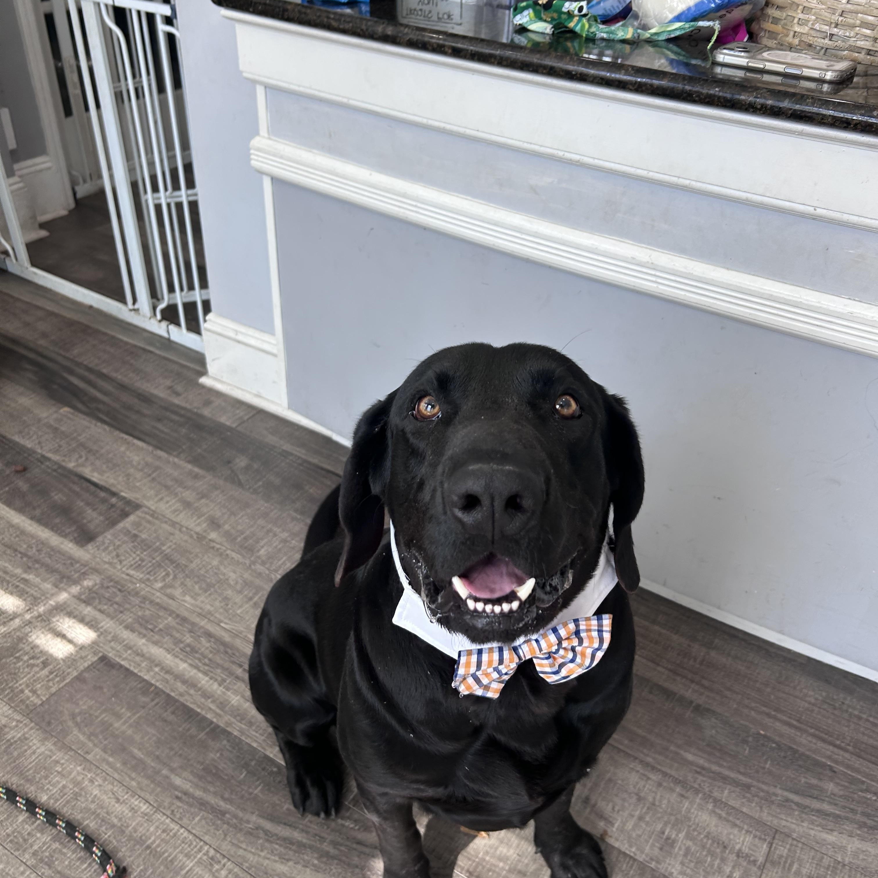 Enlarge Gumbo, a ADOPTABLE Black Labrador Retriever in Mahwah, NJ image 1/6