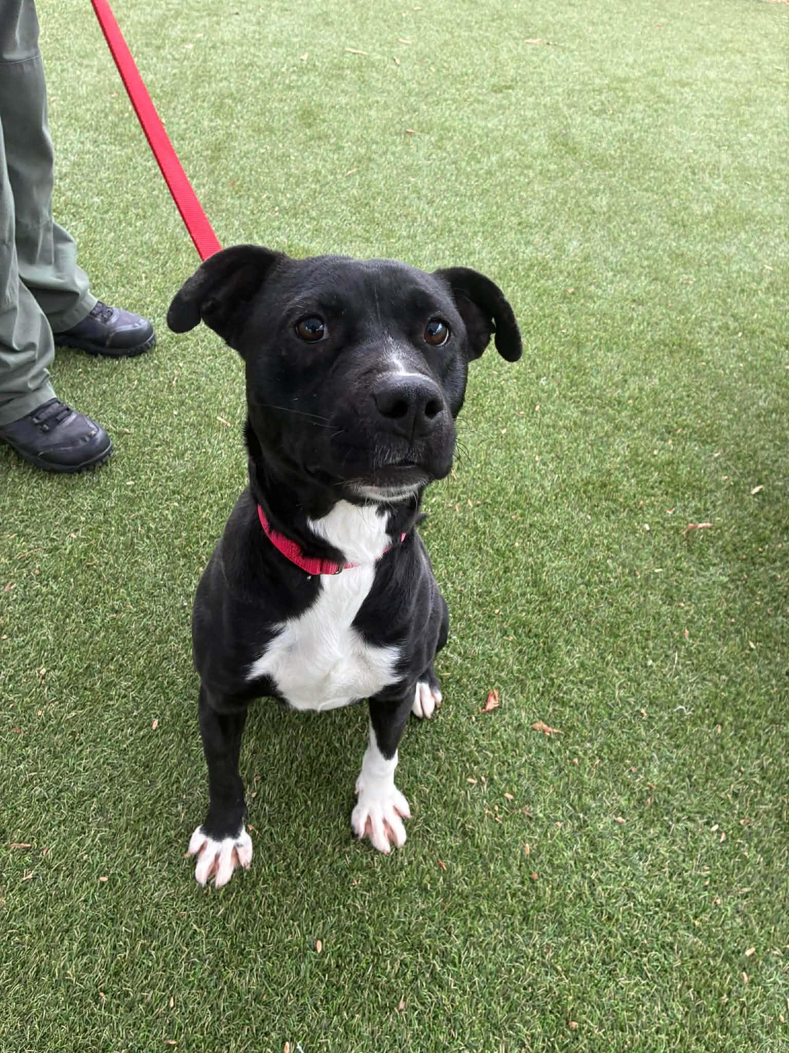 Belle, Adopted, Young Female Mixed Breed.