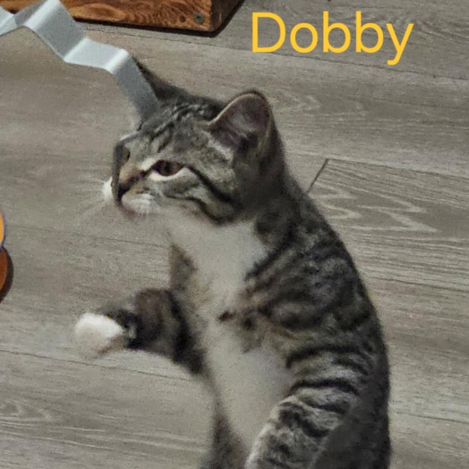 Dobby, Adoptable, Kitten Male Domestic Short Hair.