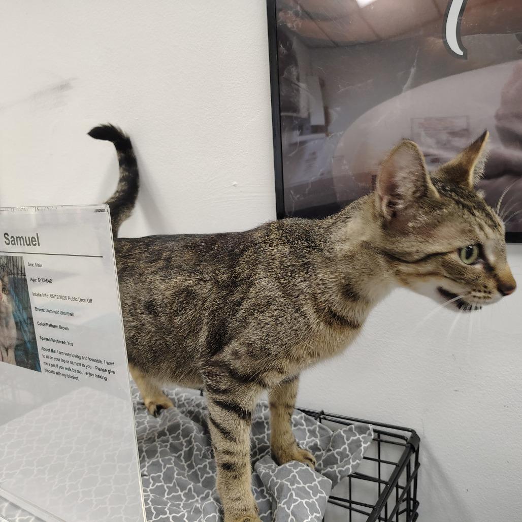 Berlin, Adoptable, Young Female American Shorthair & American Shorthair.