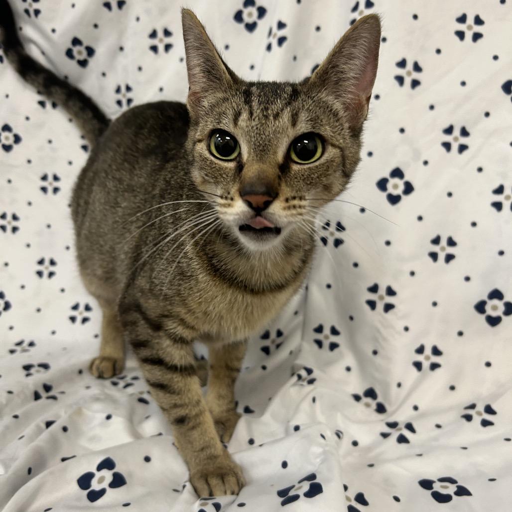 Berlin, a Adoptable mixed breed in Coos Bay, OR image 2/6