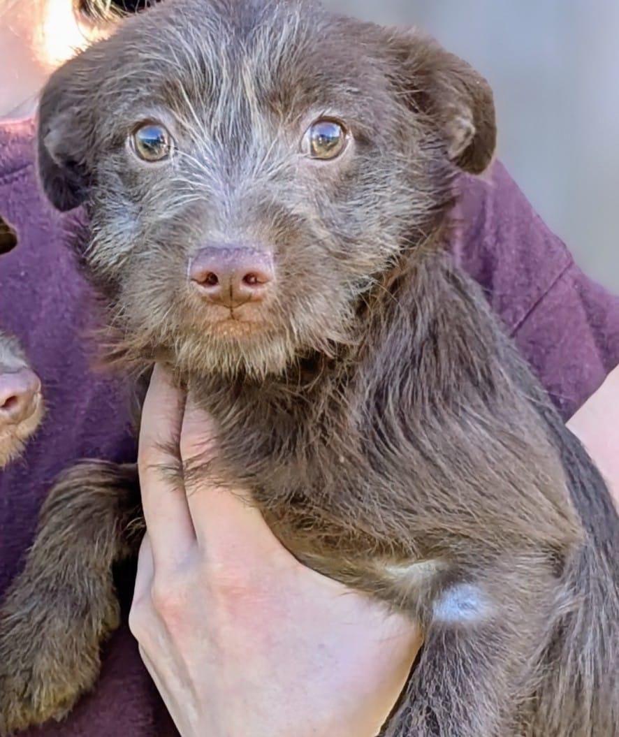 Enlarge Belle, an adopted mixed breed in San Jose, CA image 1/1