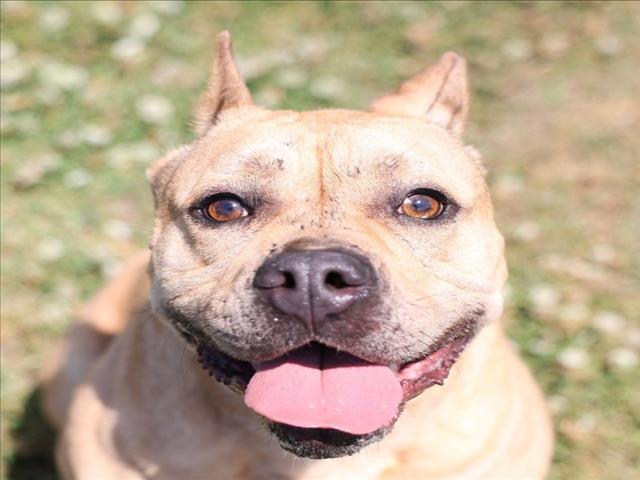 Enlarge GRACIE, a Adoptable mixed breed in Wilmington, NC image 1/1