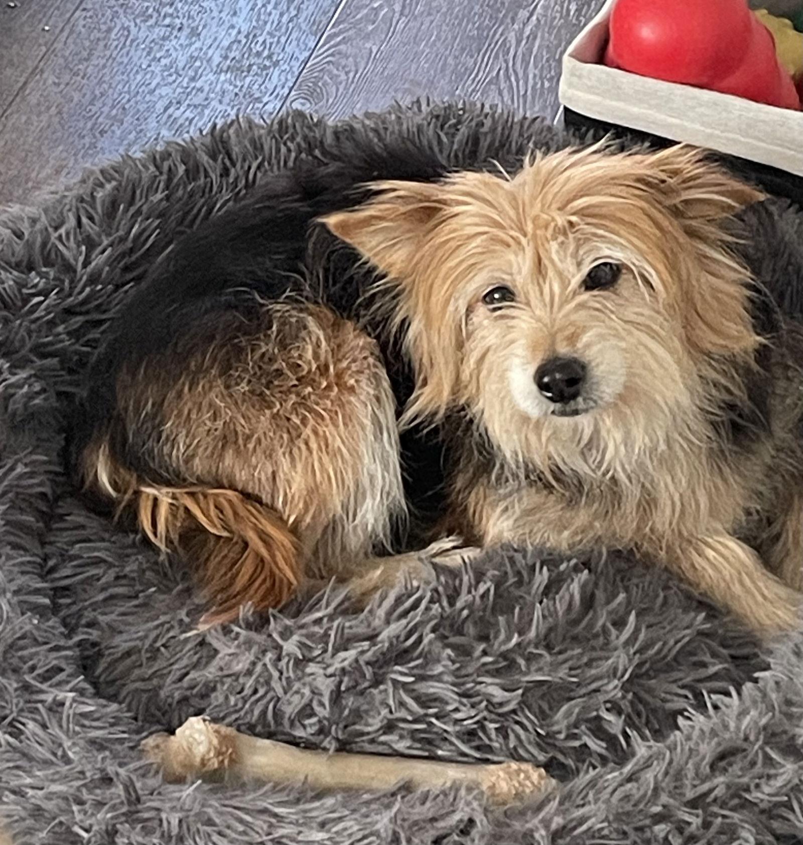 Muffin, Adopted, Young Female Yorkshire Terrier & Terrier.