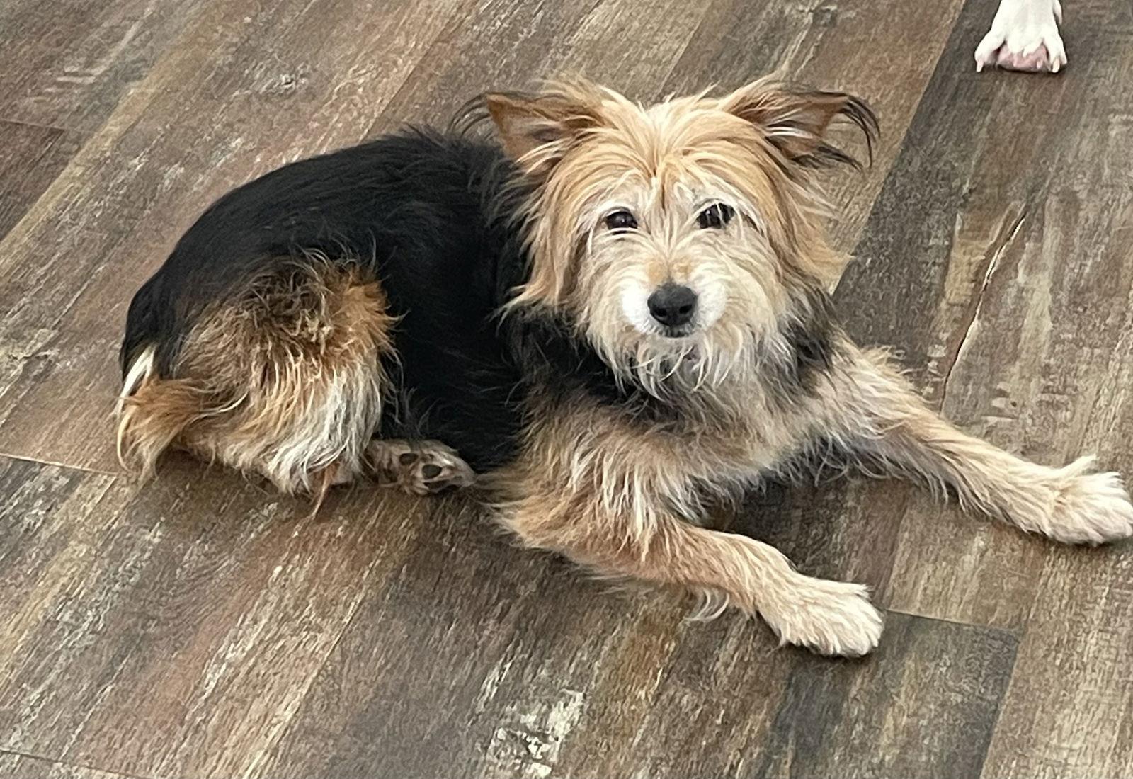 Enlarge Muffin, a Adopted mixed breed in Doylestown, PA image 2/3