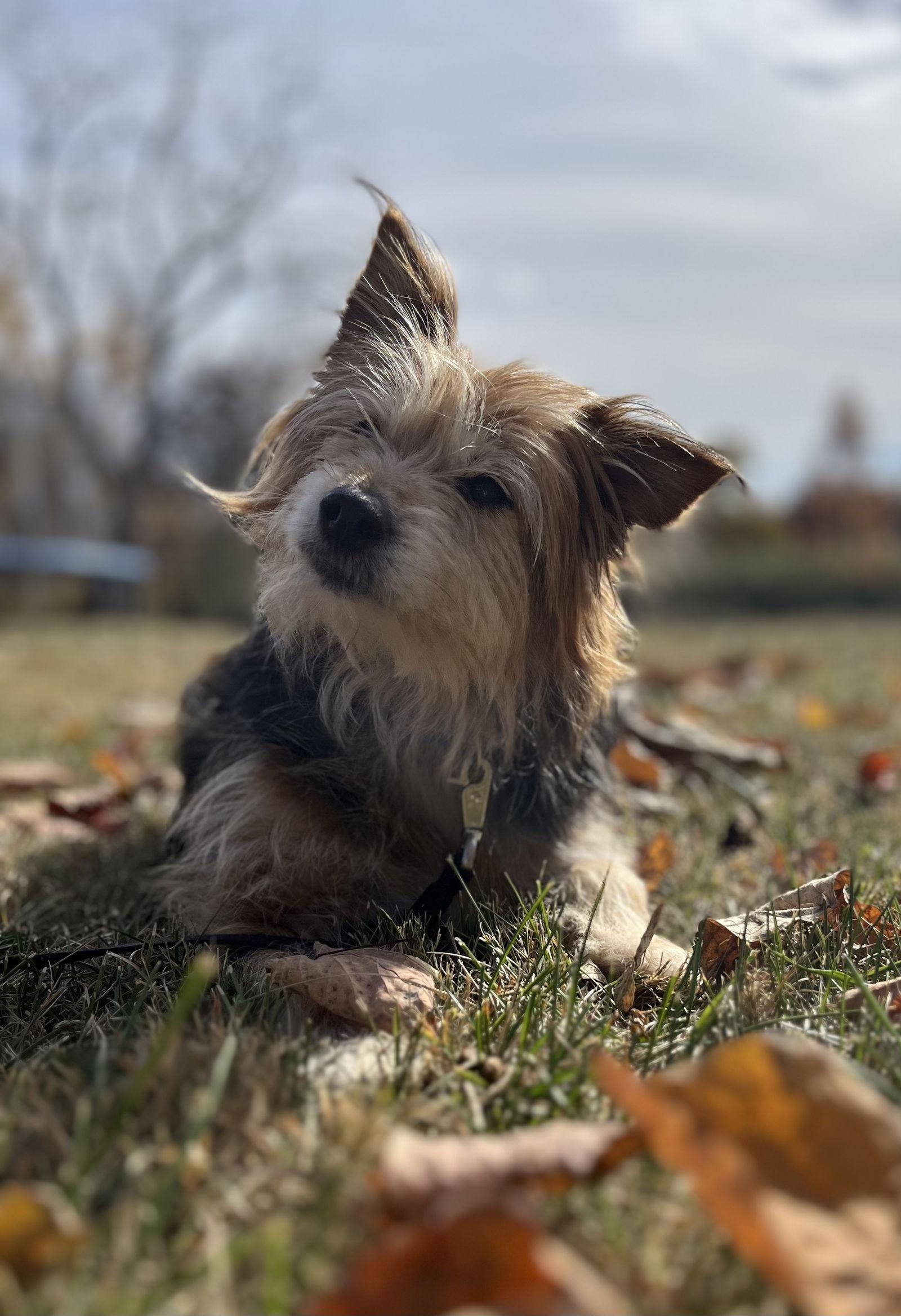 Enlarge Muffin, a Adopted mixed breed in Doylestown, PA image 3/3