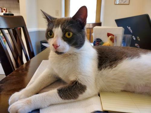 Cat for adoption - Otis (FCID# 04/14/2025 - 13 Brandywine PS