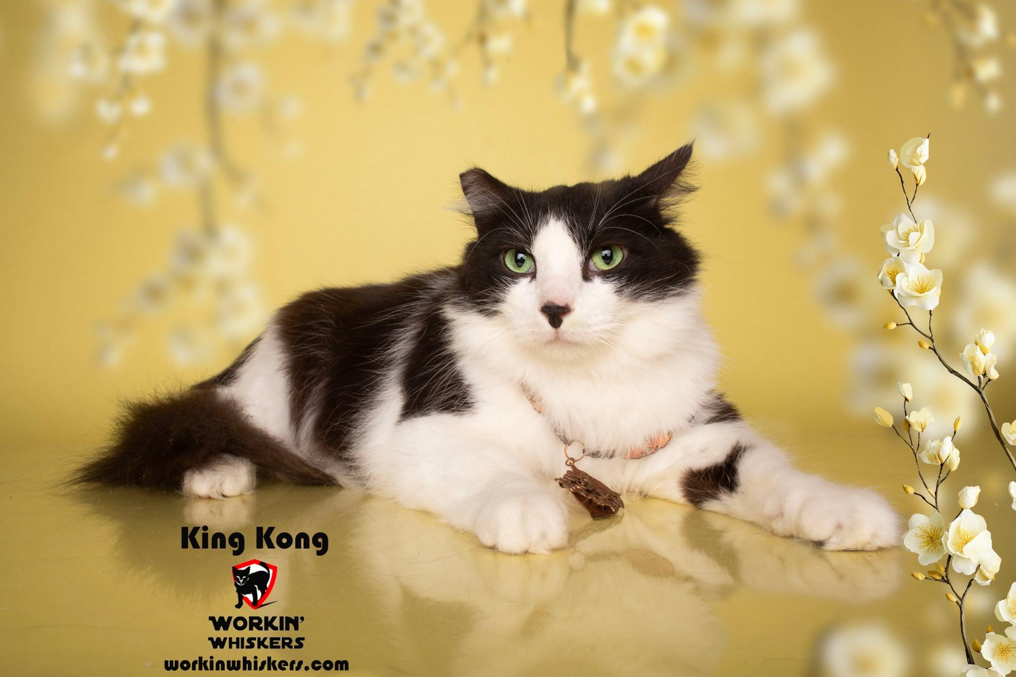 KING KONG, an adoptable Maine Coon & Tuxedo Mix in SAN BERNARDINO, CA_image-1