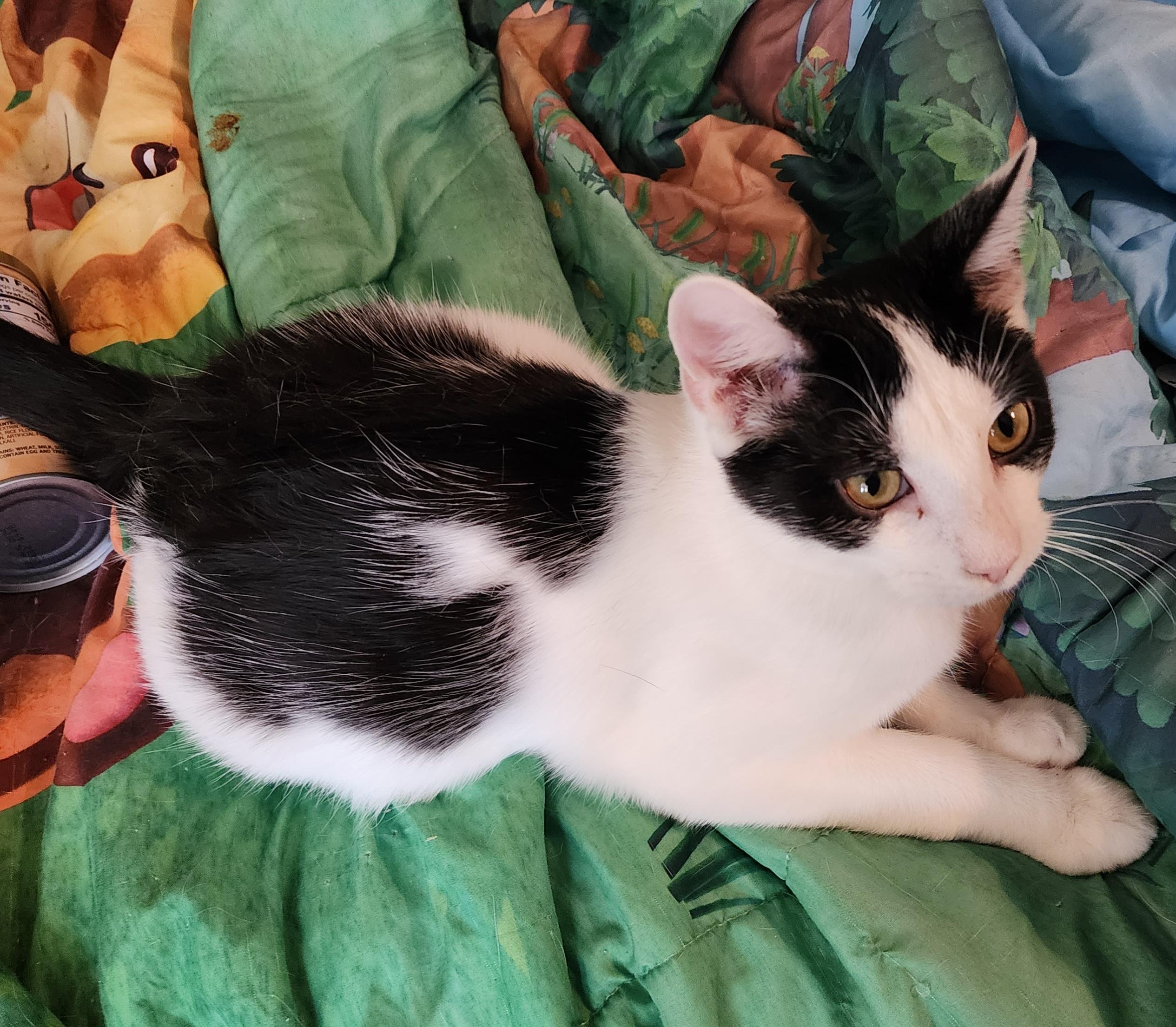 Enlarge Waffle, a Adoptable mixed breed in New York, NY image 1/4