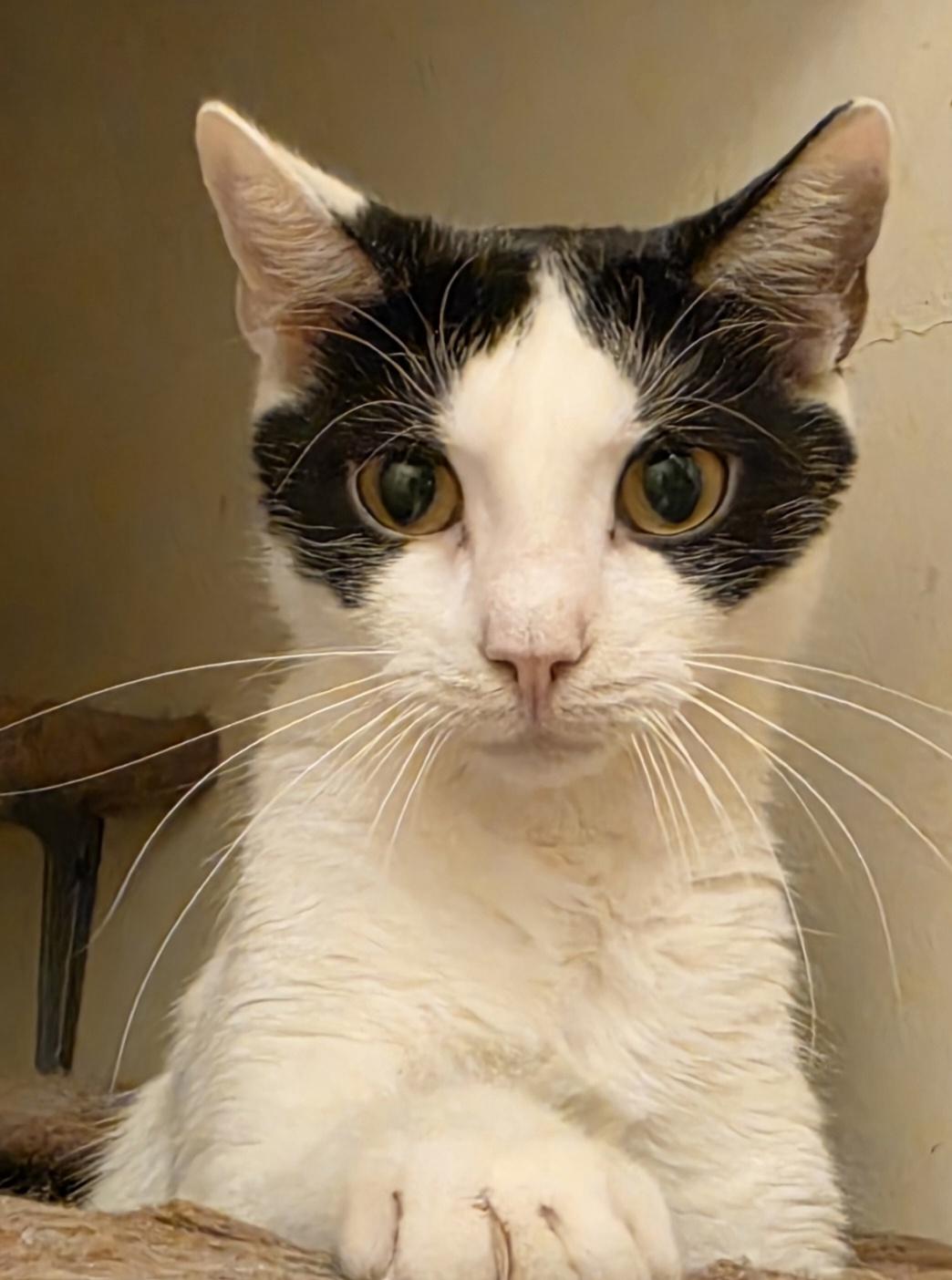 Enlarge Waffle, a Adoptable mixed breed in New York, NY image 1/5