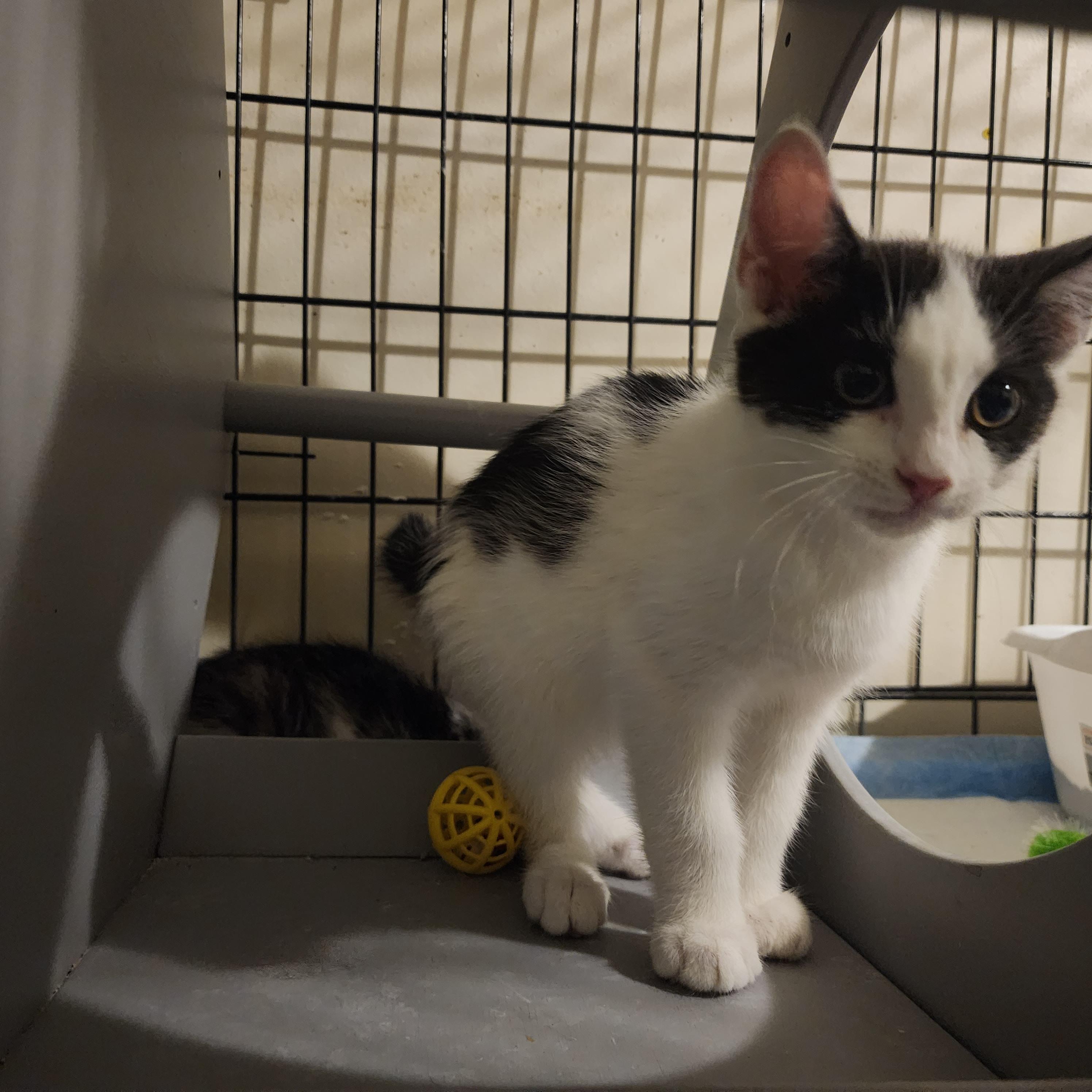 Waffle Domestic Short Hair Cat