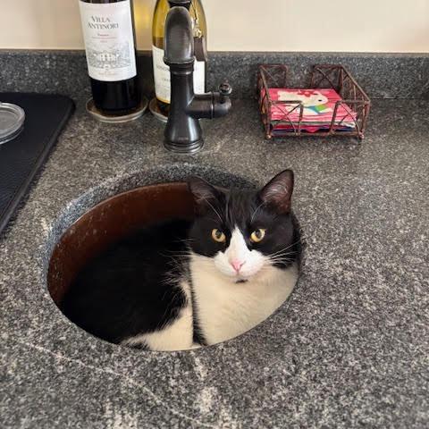 Enlarge Bruiser, a Adoptable Domestic Short Hair in Charlottesville, VA image 1/6