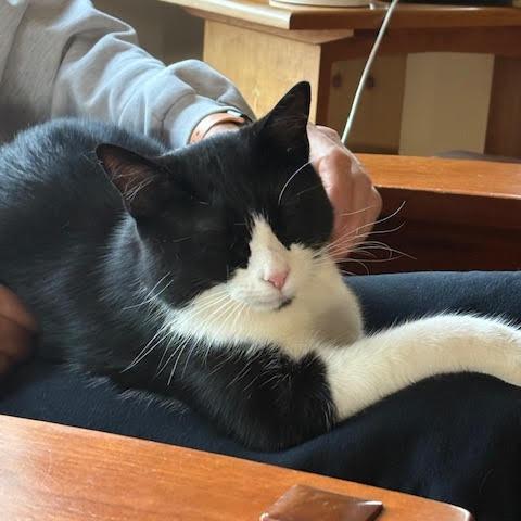 Enlarge Bruiser, a Adoptable Domestic Short Hair in Charlottesville, VA image 2/6