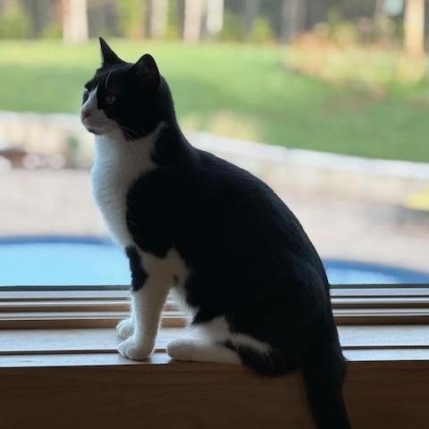 Enlarge Bruiser, a Adoptable Domestic Short Hair in Charlottesville, VA image 3/6