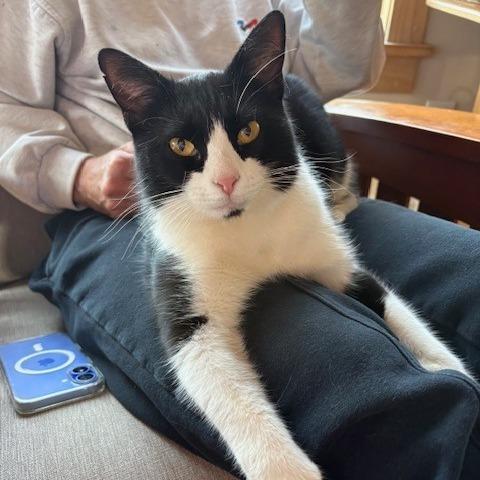 Enlarge Bruiser, a Adoptable Domestic Short Hair in Charlottesville, VA image 4/6