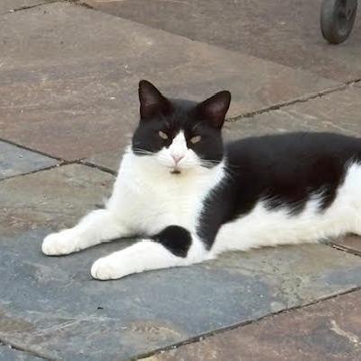 Enlarge Bruiser, a Adoptable Domestic Short Hair in Charlottesville, VA image 5/6