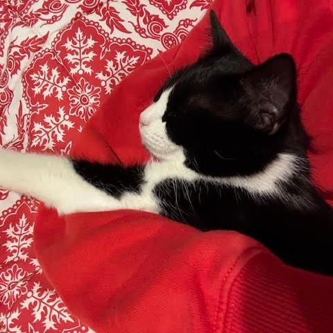 Enlarge Bruiser, a Adoptable Domestic Short Hair in Charlottesville, VA image 6/6