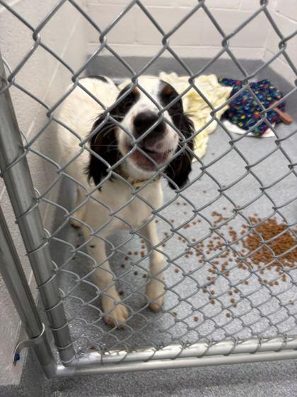 Missie, adopted, Puppy Female Spaniel.