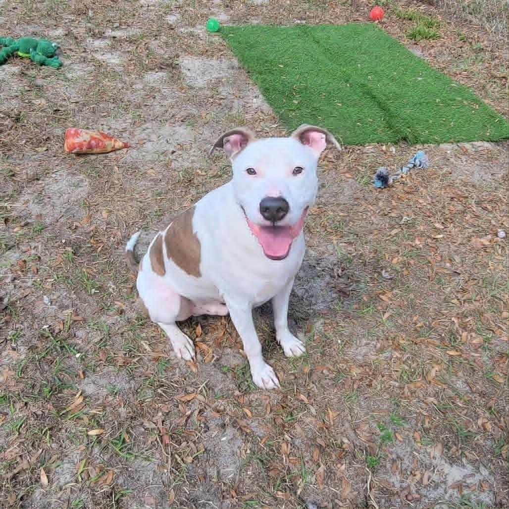Enlarge Thumper (In Training), a ADOPTABLE mixed breed in Umatilla, FL image 3/3