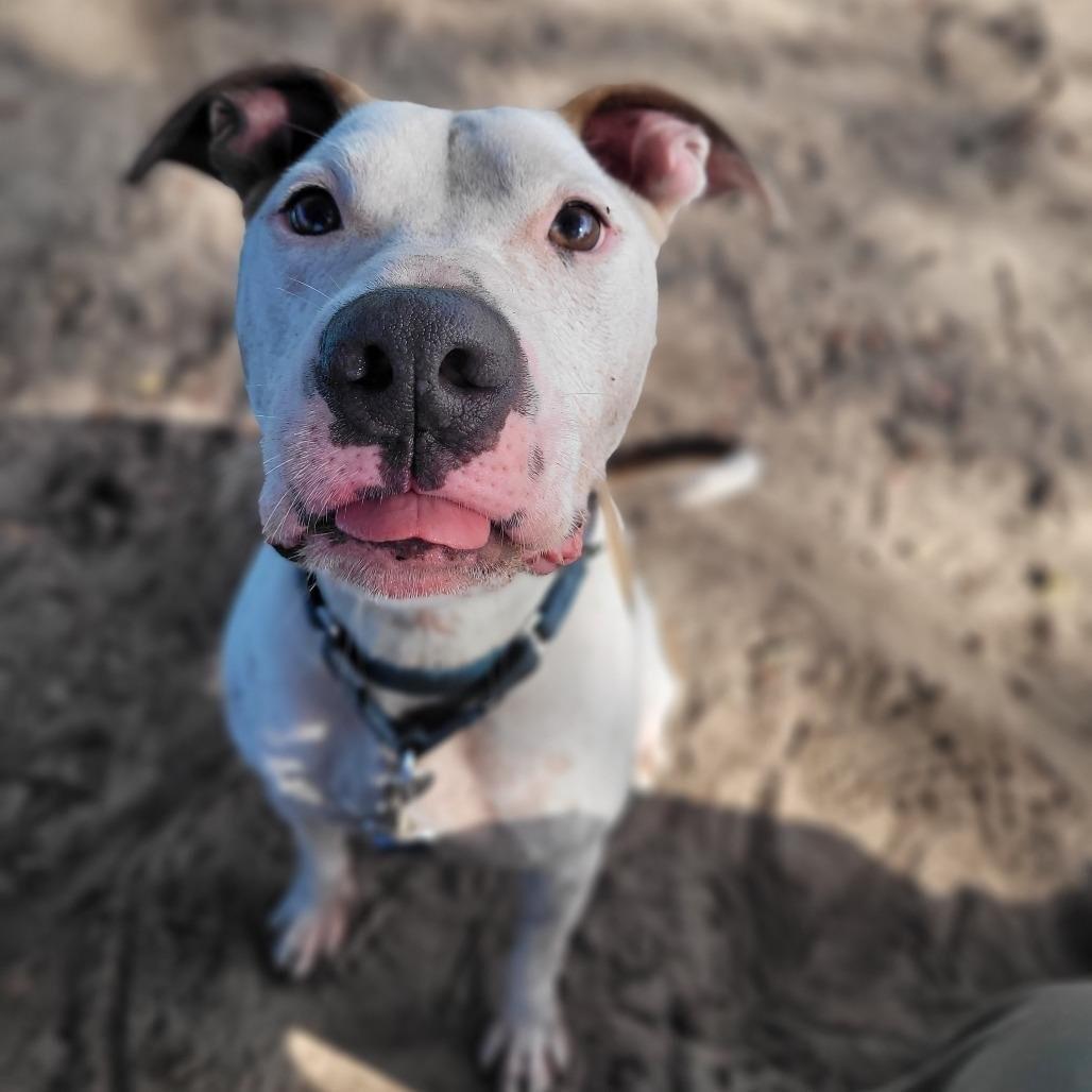 Thumper (In Training), ADOPTABLE, Adult Male Terrier.