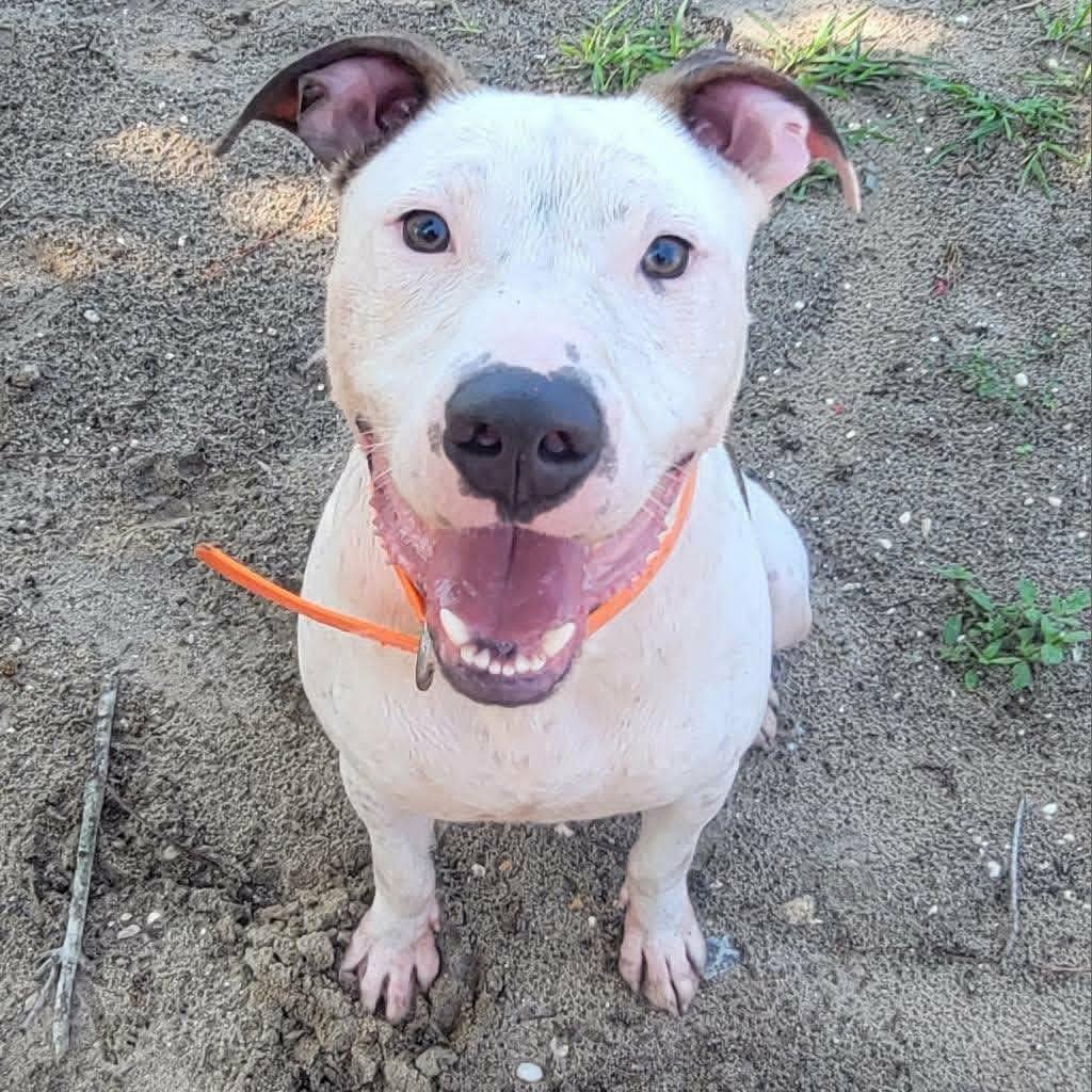 Enlarge Thumper (In Training), a ADOPTABLE mixed breed in Umatilla, FL image 2/3