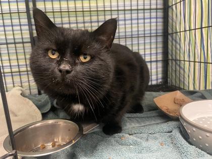 Keeper, Adoptable, Adult Male Domestic Short Hair & Domestic Short Hair.