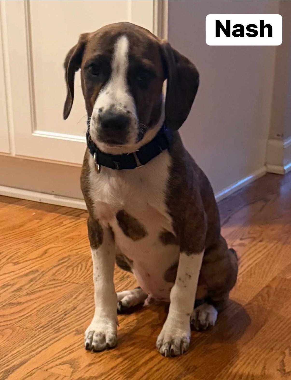 Nash — thumbnail 2