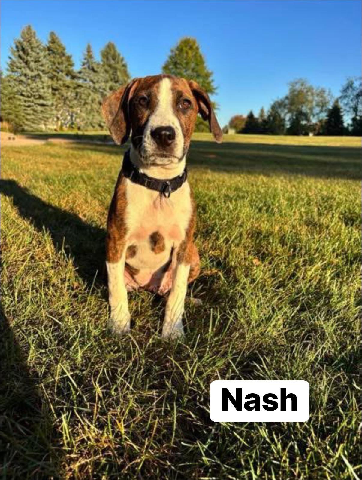 Nash, Adoptable, Puppy Male Beagle.