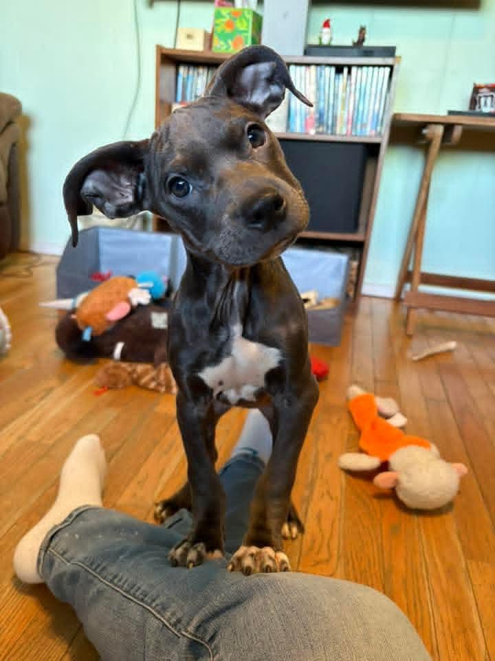 Enlarge IGLOO tinycauseadopt@gmail.com , a ADOPTABLE mixed breed in Vandergrift, PA image 2/6