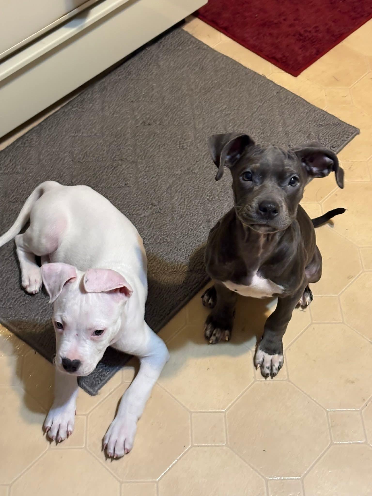 Enlarge IGLOO tinycauseadopt@gmail.com , a ADOPTABLE mixed breed in Vandergrift, PA image 4/6