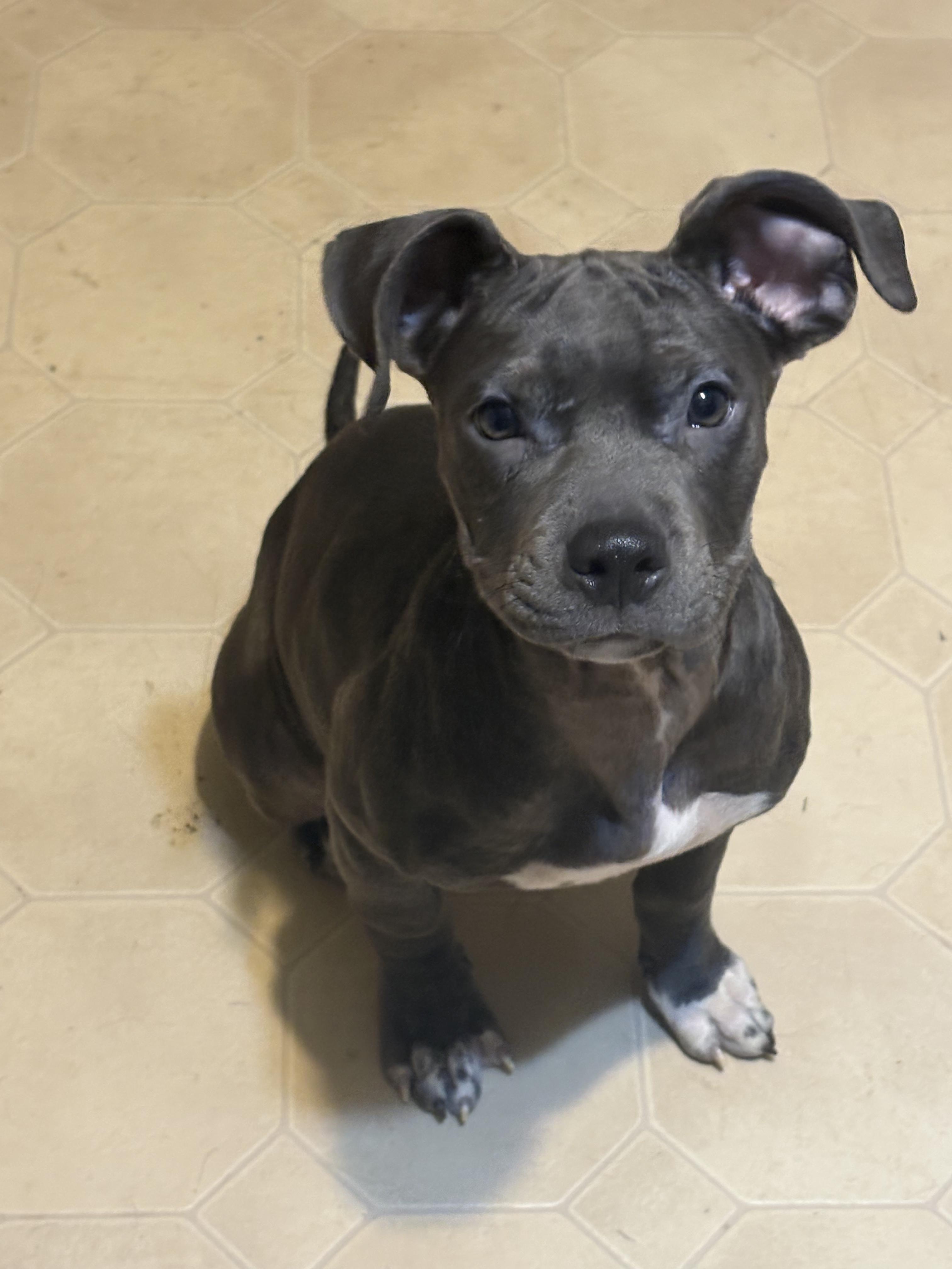 Enlarge IGLOO tinycauseadopt@gmail.com , a ADOPTABLE mixed breed in Vandergrift, PA image 5/6