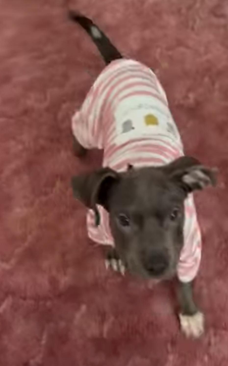 Enlarge IGLOO tinycauseadopt@gmail.com , a ADOPTABLE mixed breed in Vandergrift, PA image 3/6