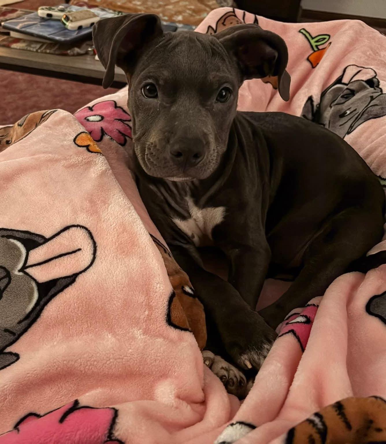 IGLOO tinycauseadopt@gmail.com , ADOPTABLE, Puppy Female Pit Bull Terrier.