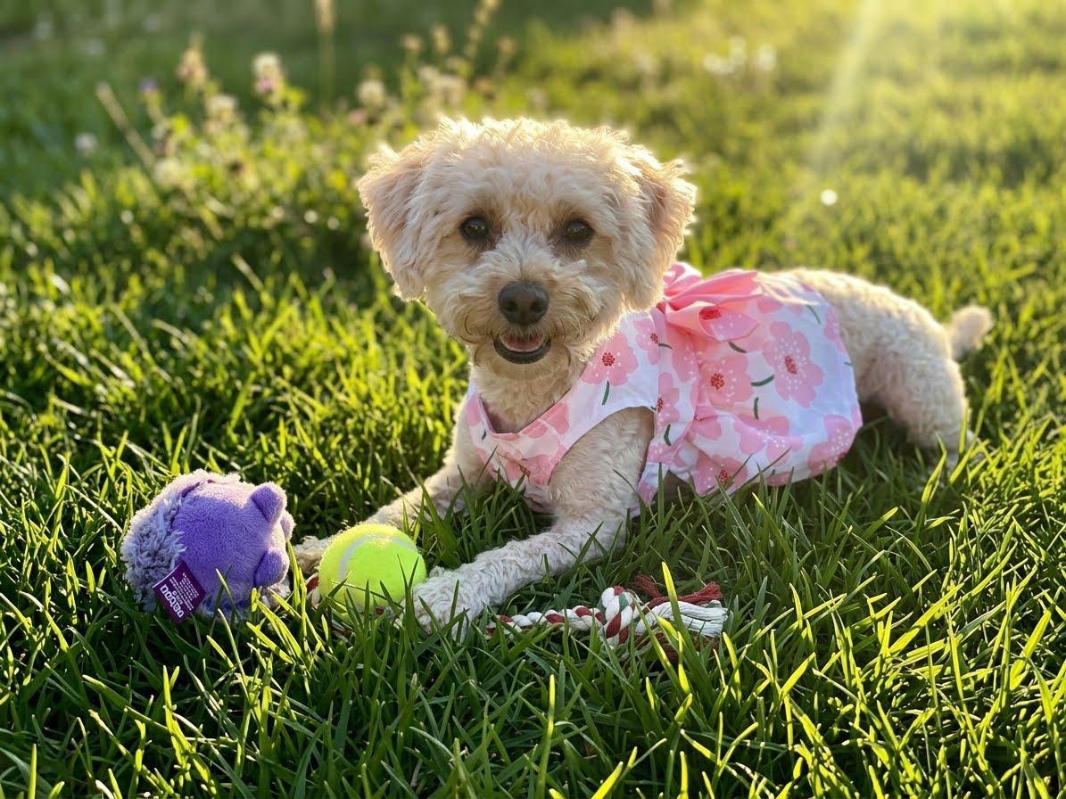 ETHEL, Adopted, Puppy Female Bichon Frise.