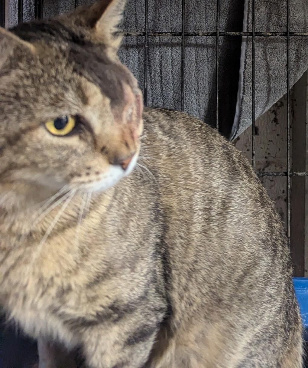 Enlarge Thomas , a Adoptable Domestic Short Hair in Beltsville, MD image 1/1