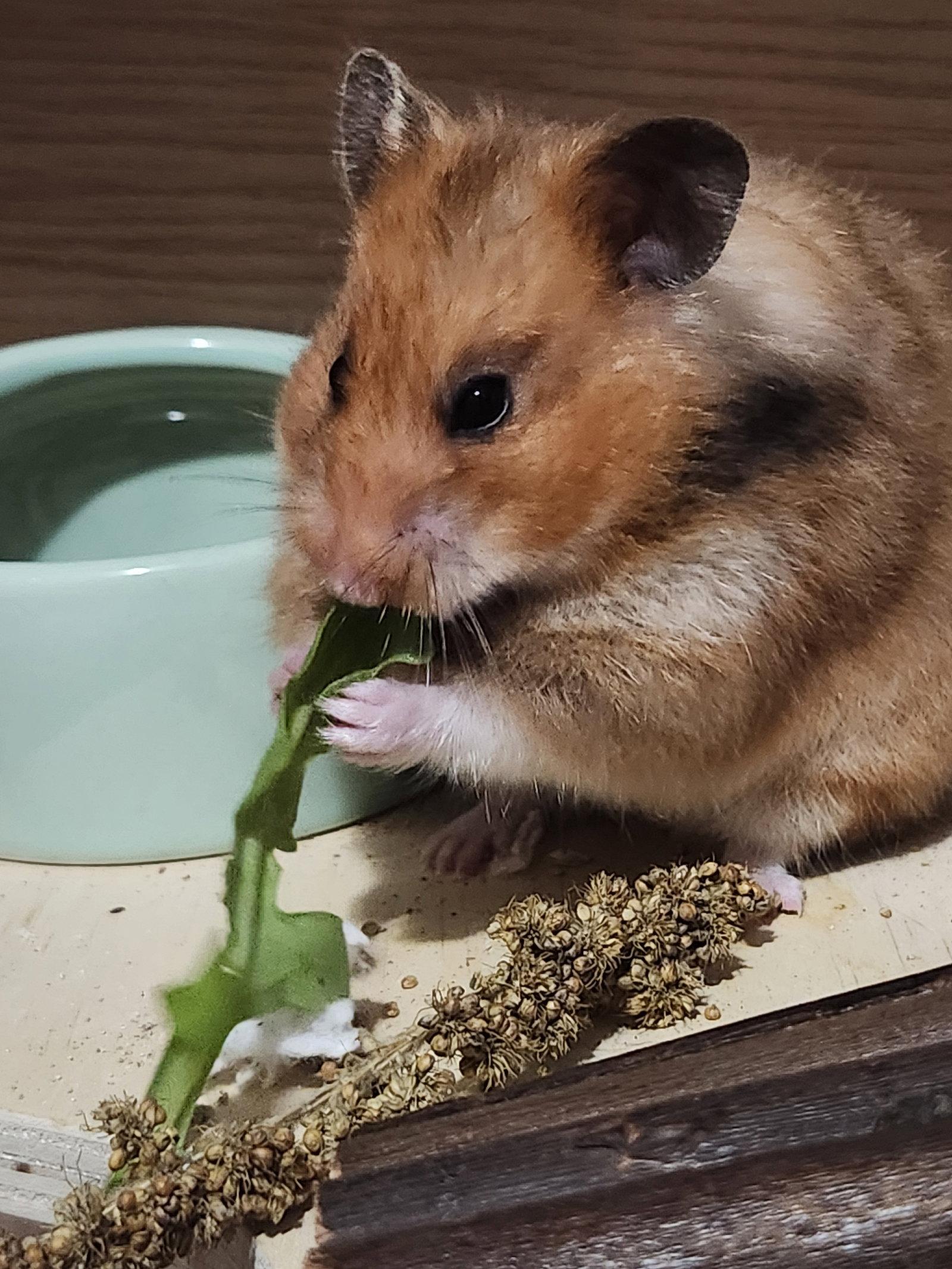 Enlarge Peach, a Adoptable Hamster in Aurora, IL image 1/3