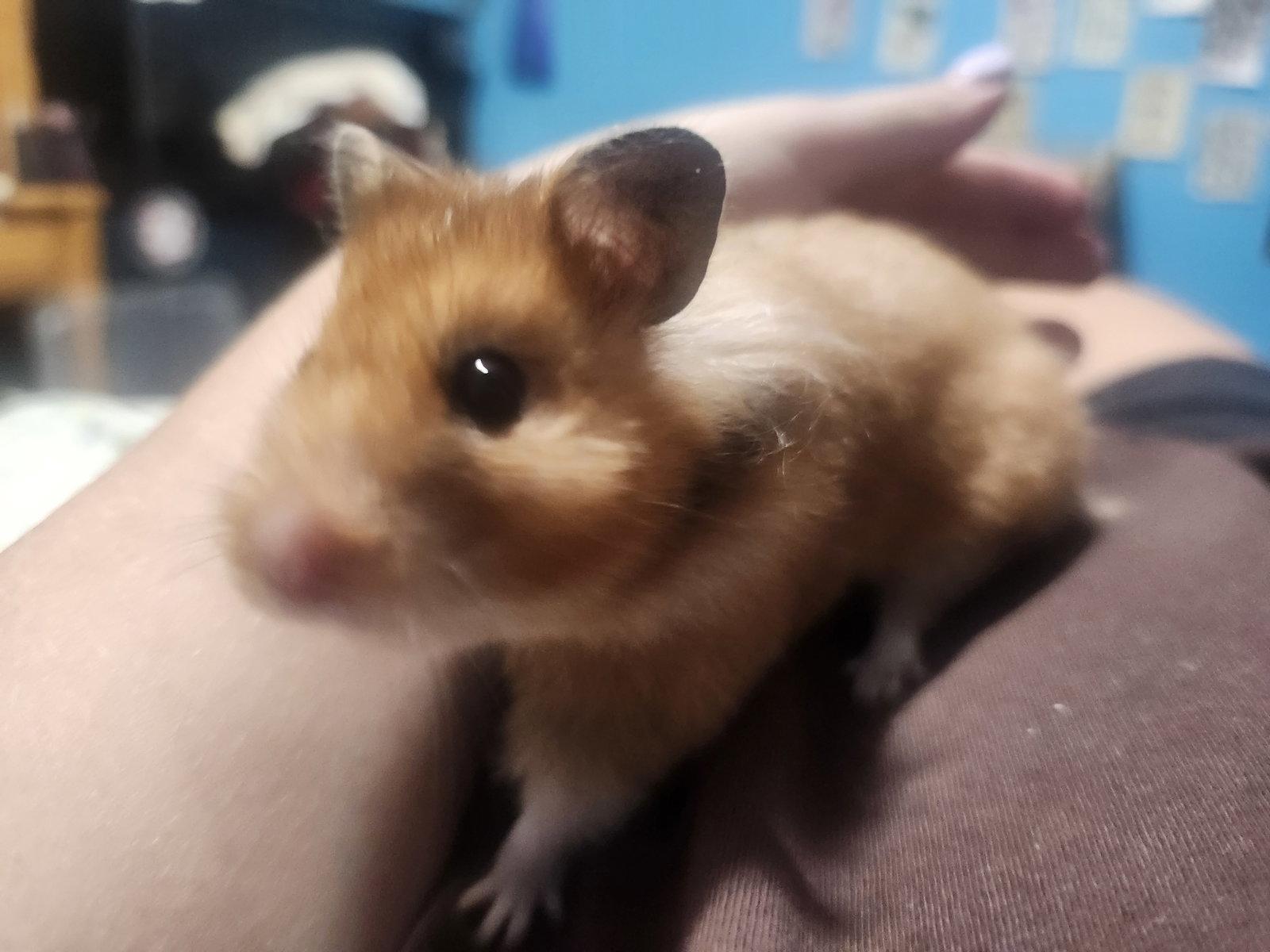 Enlarge Peach, a Adoptable Hamster in Aurora, IL image 2/3