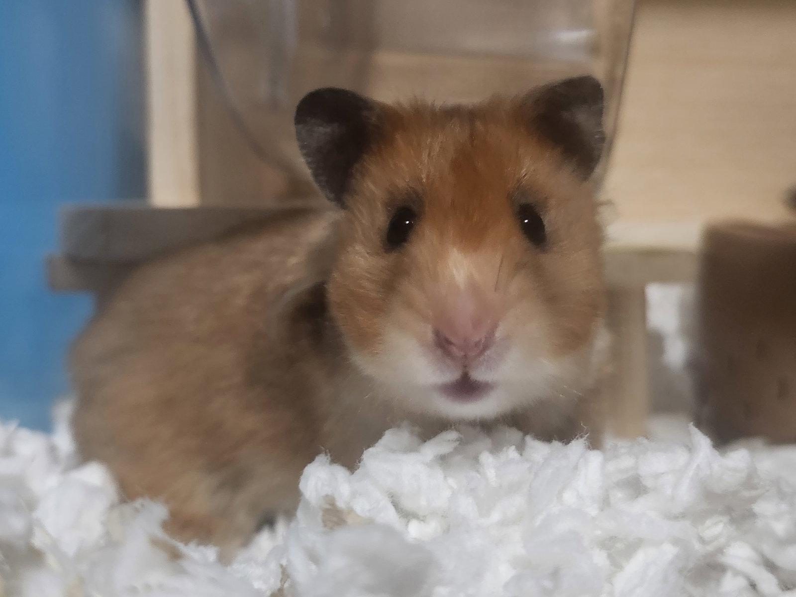Enlarge Peach, a Adoptable Hamster in Aurora, IL image 3/3