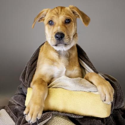 Enlarge Dolly, a Adoptable mixed breed in Camano Island, WA image 1/1