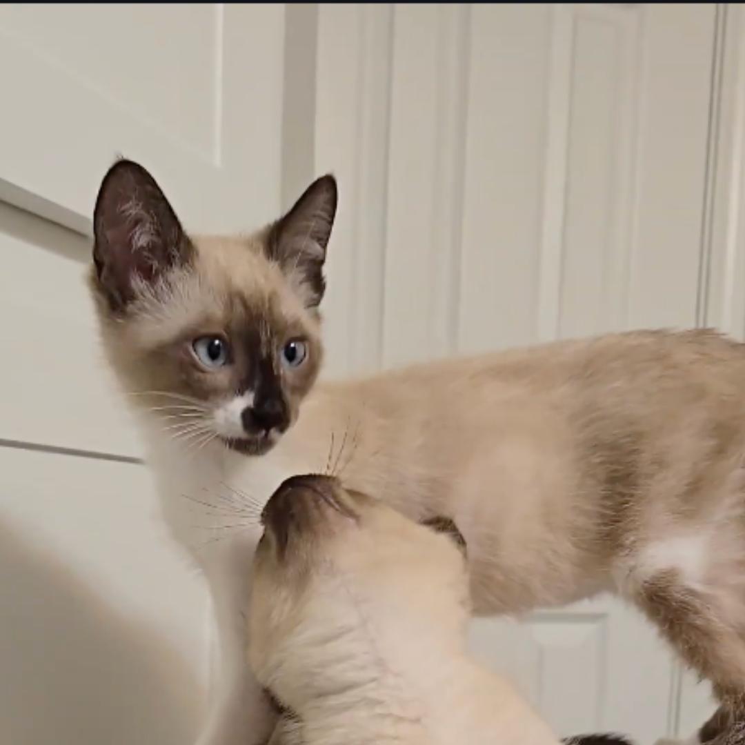 Cappucino, adopted, Kitten Male Snowshoe & Siamese.