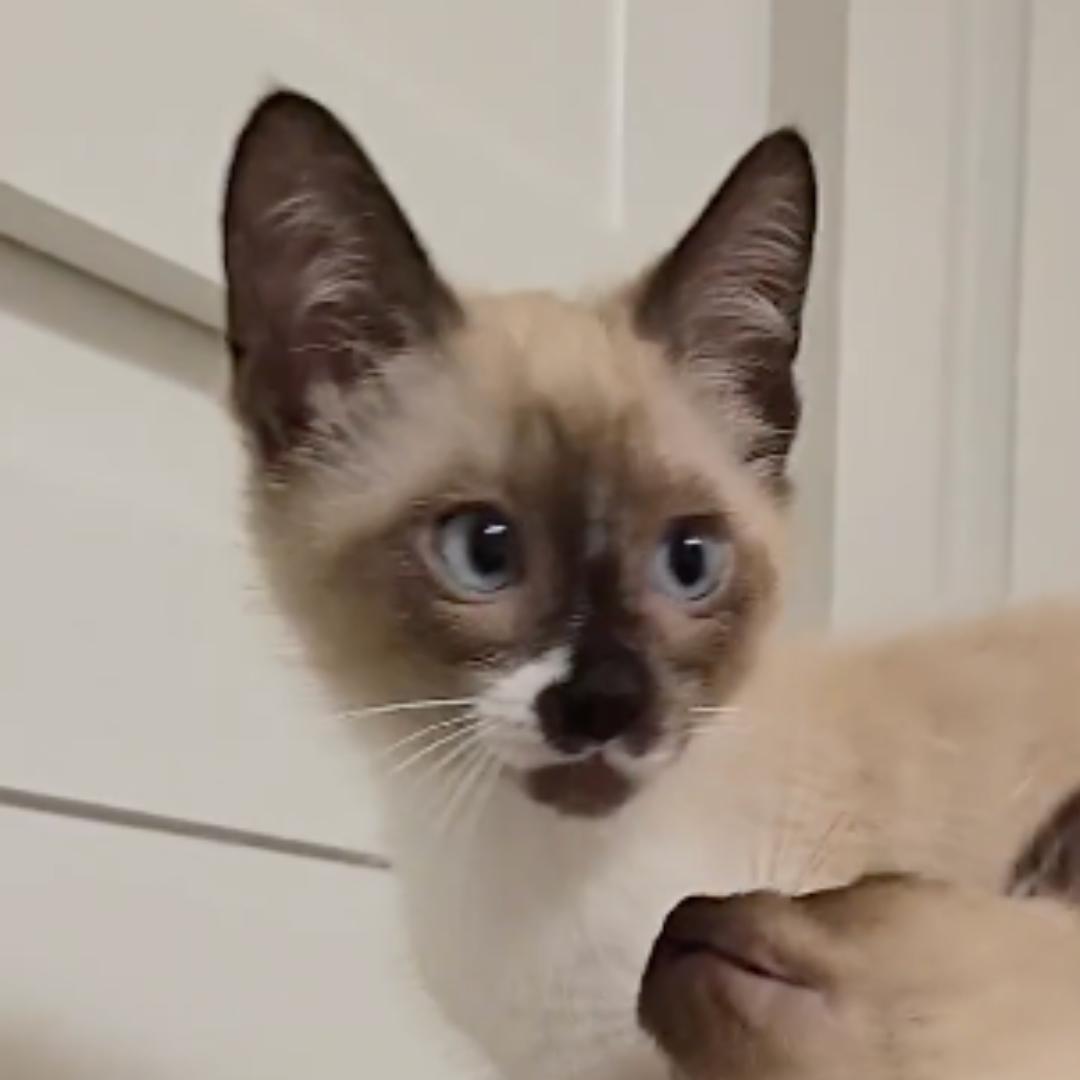 Enlarge Cappucino, an adopted mixed breed in Houston, TX image 5/6