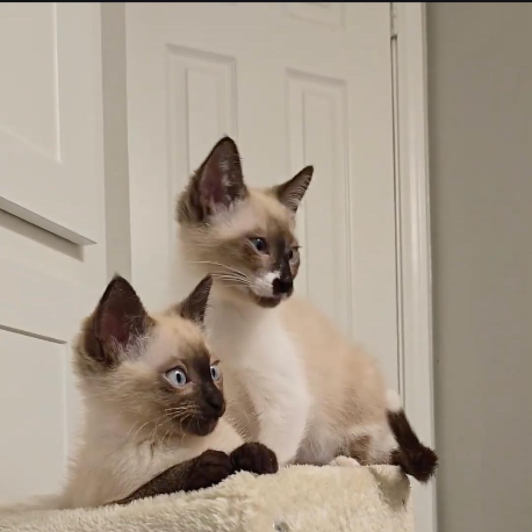 Enlarge Cappucino, an adopted mixed breed in Houston, TX image 4/6