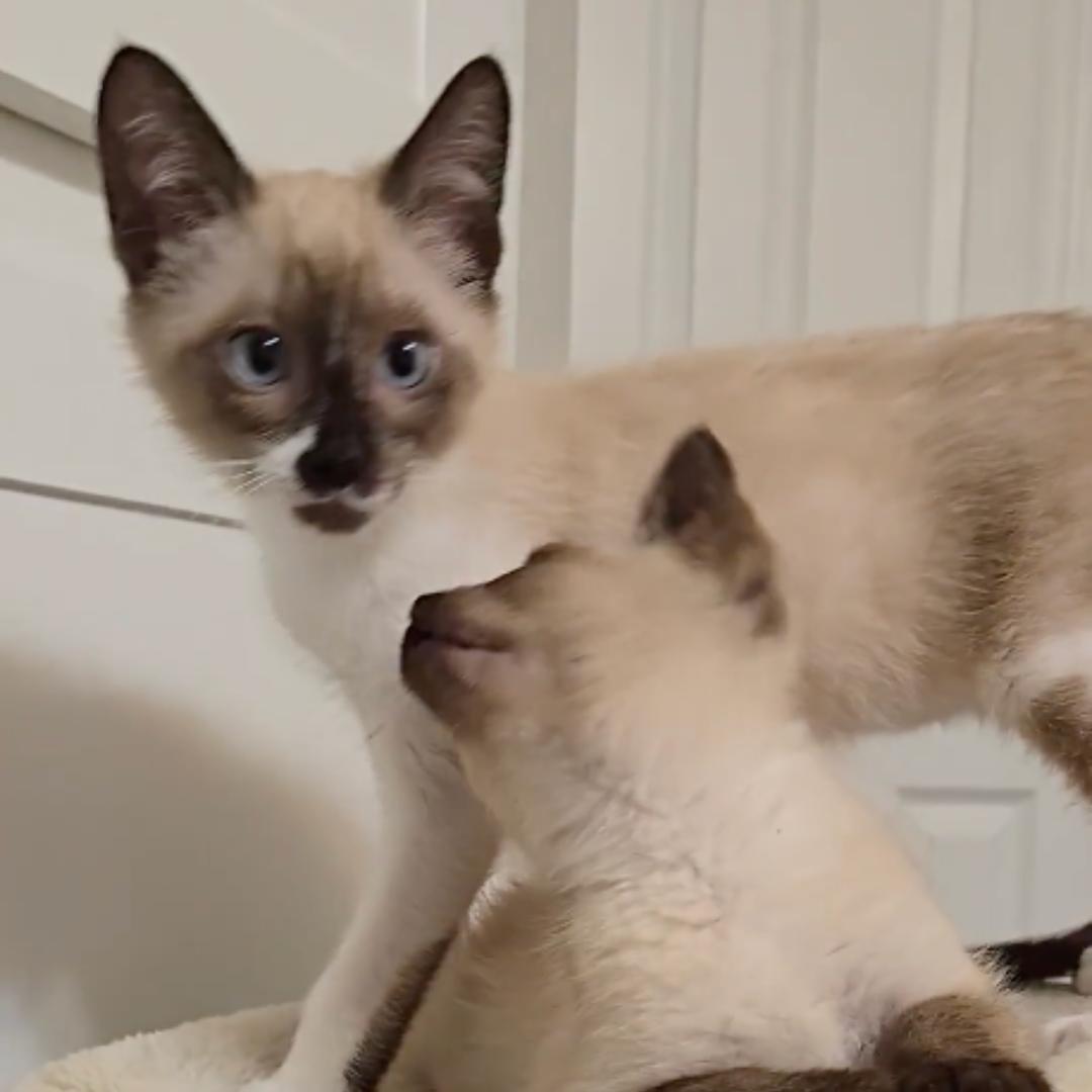 Enlarge Cappucino, an adopted mixed breed in Houston, TX image 3/6