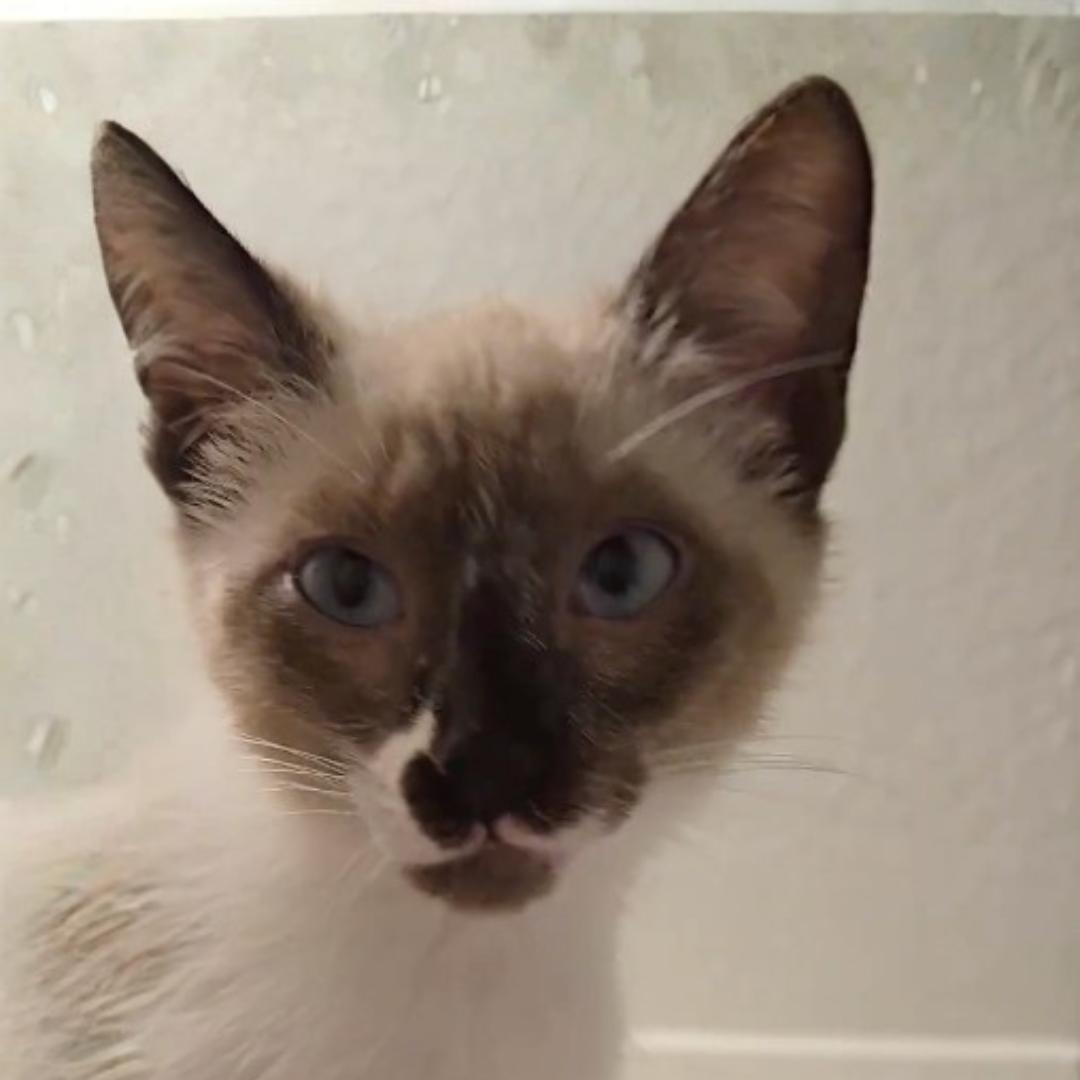 Enlarge Cappucino, an adopted mixed breed in Houston, TX image 6/6