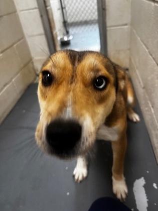 Enlarge Aspen, an adopted mixed breed in Clayton, GA image 1/2