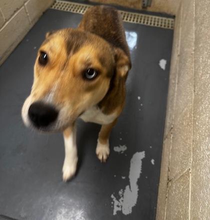 Enlarge Aspen, an adopted mixed breed in Clayton, GA image 2/2